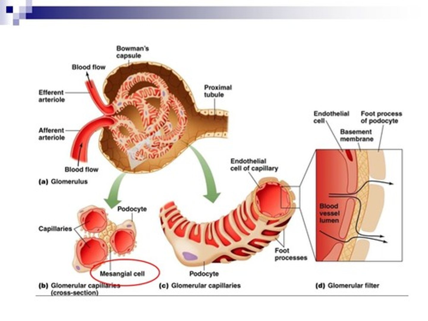 <p>The glomerulus is made up of fenestrated endothelial cells. These fenestrations (holes) allow the movement of larger molecules such as glucose and amino acids.</p>
