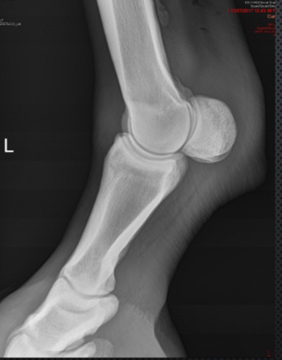 <p>Name the view and the anatomical region within the radiograph</p>