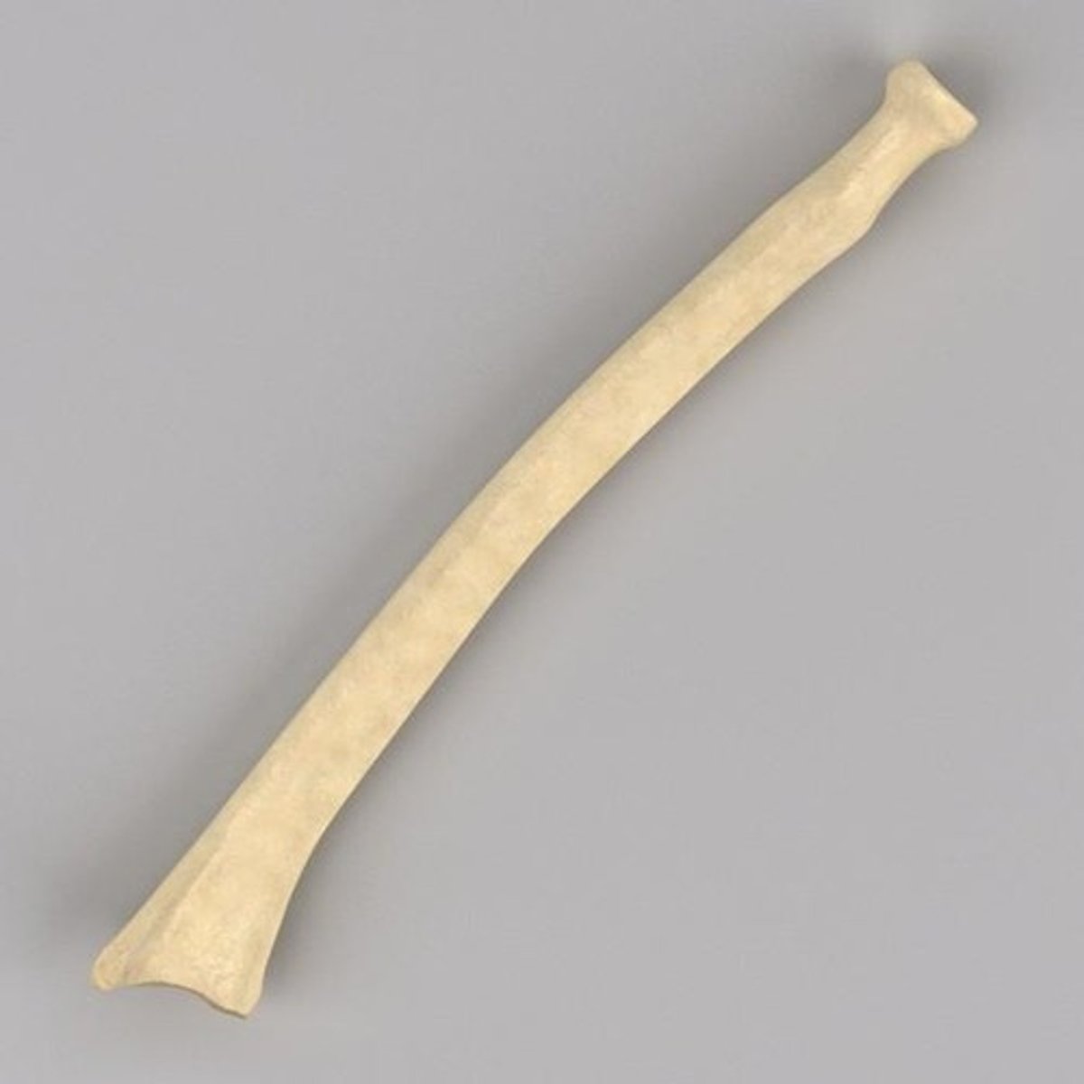 <p>ID bone</p>