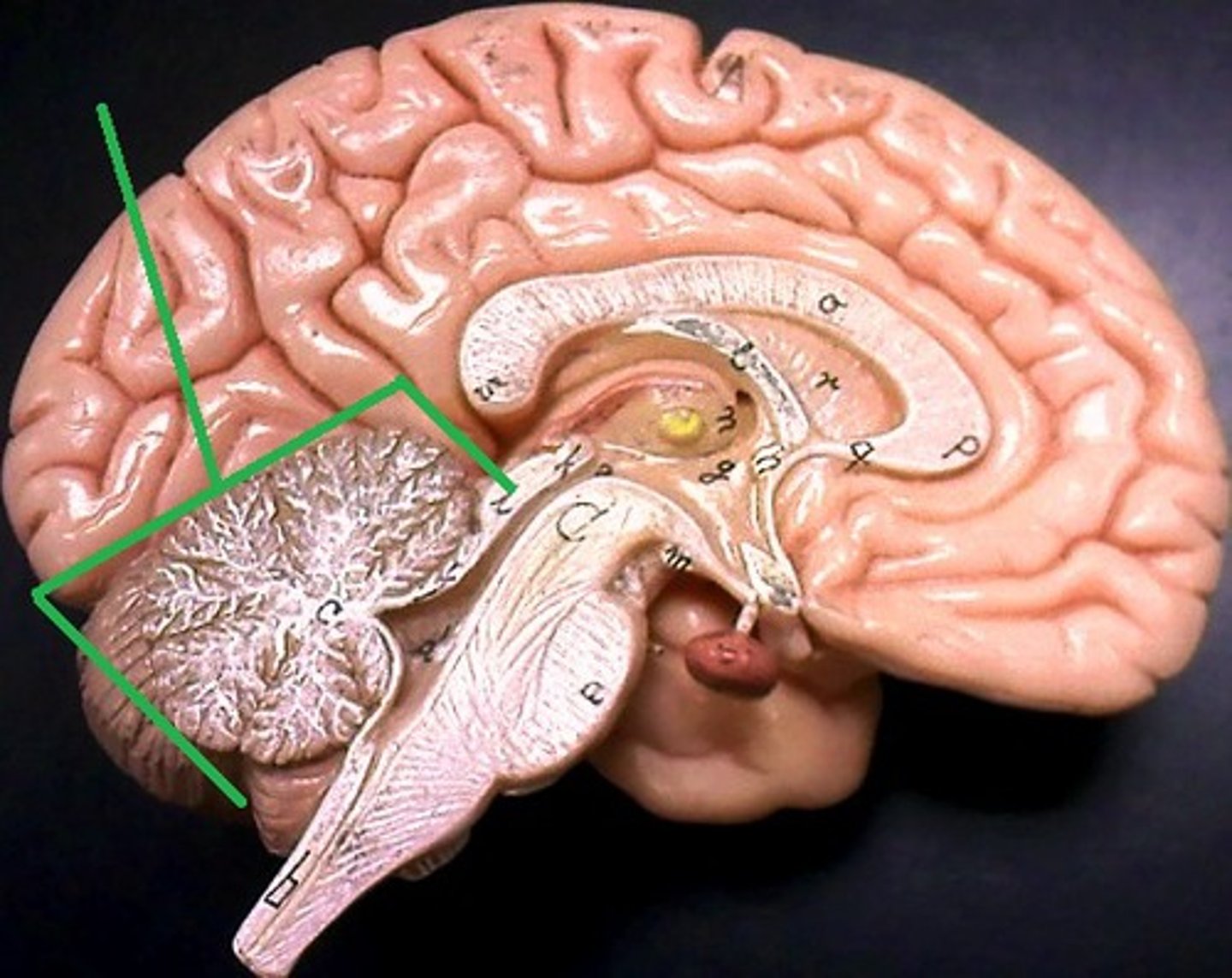 <p>- not part of the brainstem</p><p>- coordinates skeletal muscle movement</p><p>- helps maintain balance and posture</p>