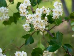 <p><span>Crataegus phaenopyrum / Washington Hawthorn</span></p>