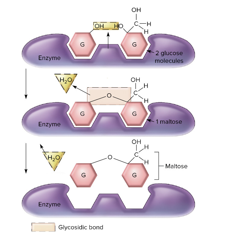 Condensation Reaction 