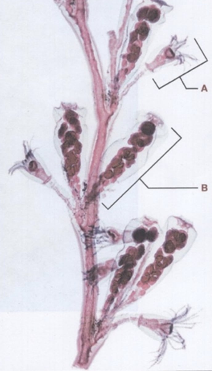 <p>1. Hydranth (gastrozooid)</p><p>2. Feeding</p><p>3. Gonangium (gonozooid)</p><p>4. Reproduction</p>