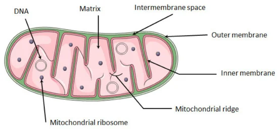 <p>powerhouse of the cell - produce ATP (main energy source)</p>