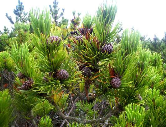 <p>Sosna górska (kosodrzewina)</p>