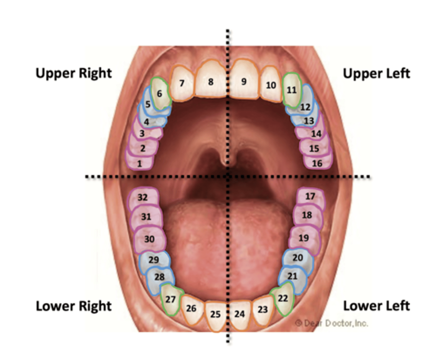 <p>per quadrant:</p><p>2 insicors</p><p>1 canine</p><p>2 premolars</p><p>3 molars</p><p>naming starts from upper right</p>