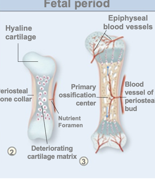 <p>Primary ossification center forms</p><ul><li><p>Periosteal bud blood vessel enters diaphysis</p></li><li><p>Cartilage in diaphysis ossifies and bone development extends in both directions toward epiphyses as bone replaces degenerating cartilage</p></li></ul><p>Step 3 to ______</p>