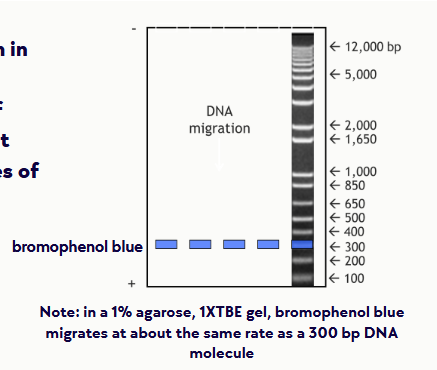 <p><span>contains fragments of DNA of known sizes so that you can determine the sizes of your DNA fragments</span></p>