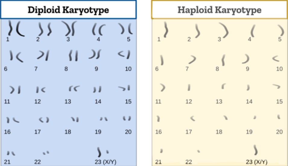 <p>n; has only one chromosome for each number</p>