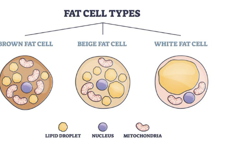 <ul><li><p>Humans have mostly white fat. White fat stores are used for energy.</p></li></ul><p>• Brown fat is brownish due to more mitochondria/iron. Brown fat used to defend against cold by producing heat (before we</p><p>start to shiver).</p><p>• Animals that hibernate have a large proportion of brown fat to stay warm through winter.</p><p>• Persons living with obesity tend to have less brown fat activity, they have plenty of fat to stay warm</p>