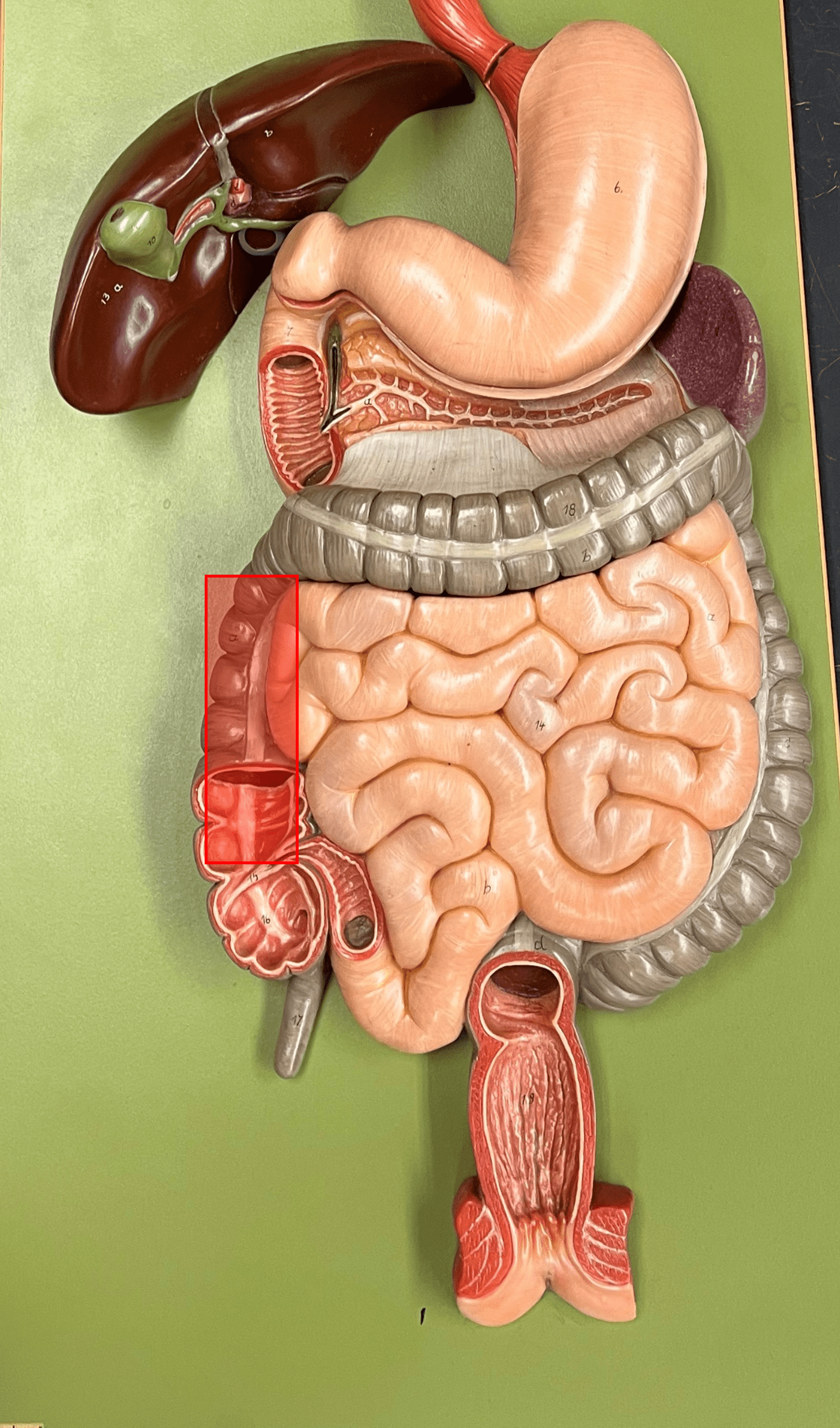 • The first part of the colon of the large intestine.

• The part of the colon moving upwards toward the liver on the right side of the abdominopelvic cavity.