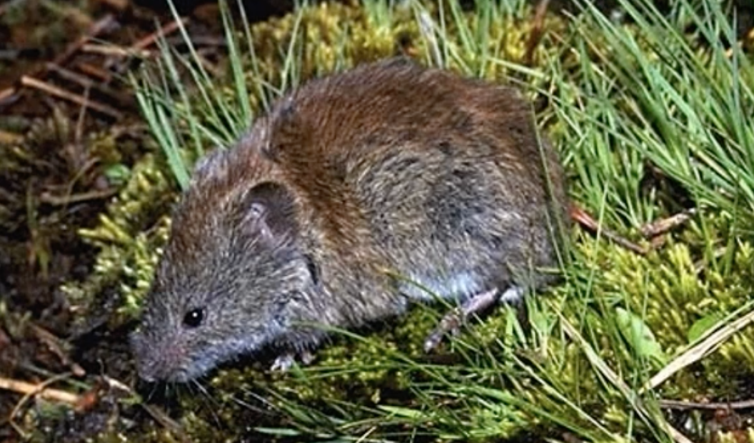 Southern red-backed vole
