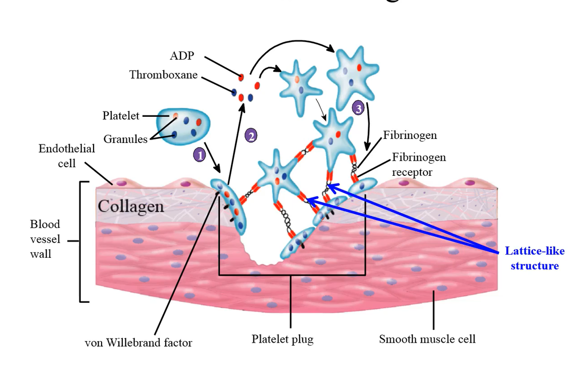 <p>a bridge between the damaged vessel wall and the platelets</p>