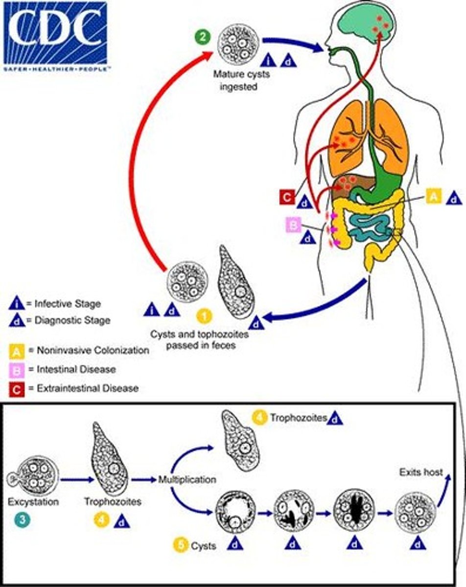 <p>Parasitic worms, often affecting humans.</p>