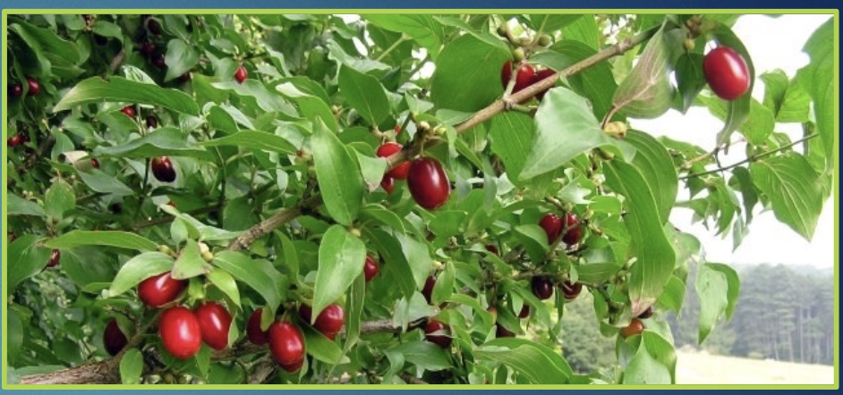 <p>-Hickory Nuts: $, eat=eat CO2 someone breathed out or stored in tree</p><p>-Cornelian Cherry: Natural <strong>iridoids</strong></p><p>*PPAR: enzyme pathway making mito; what people who go running try to activate for adaptations</p><p><strong>*** we don’t have to know all these details; need some knowledge though</strong></p>