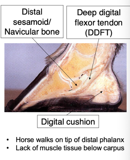 <p>elongated 3rd metacarpal (with proximal sesamoid bones → Proximal phalanx → middle phalanx → distal phalanx (sits in the hoof capsule)</p><ul><li><p>note extensor process of distal phalanx</p></li></ul><ul><li><p>navicular (distal sesamoid bone) - palmar/plantar aspect + sits inbtw  DP and MP</p></li><li><p>DDFT inserts on the distal phalanx</p></li></ul><p></p><p>cranial to caudal</p><p>navicular bone → DDFT → digital cushion </p><p></p>