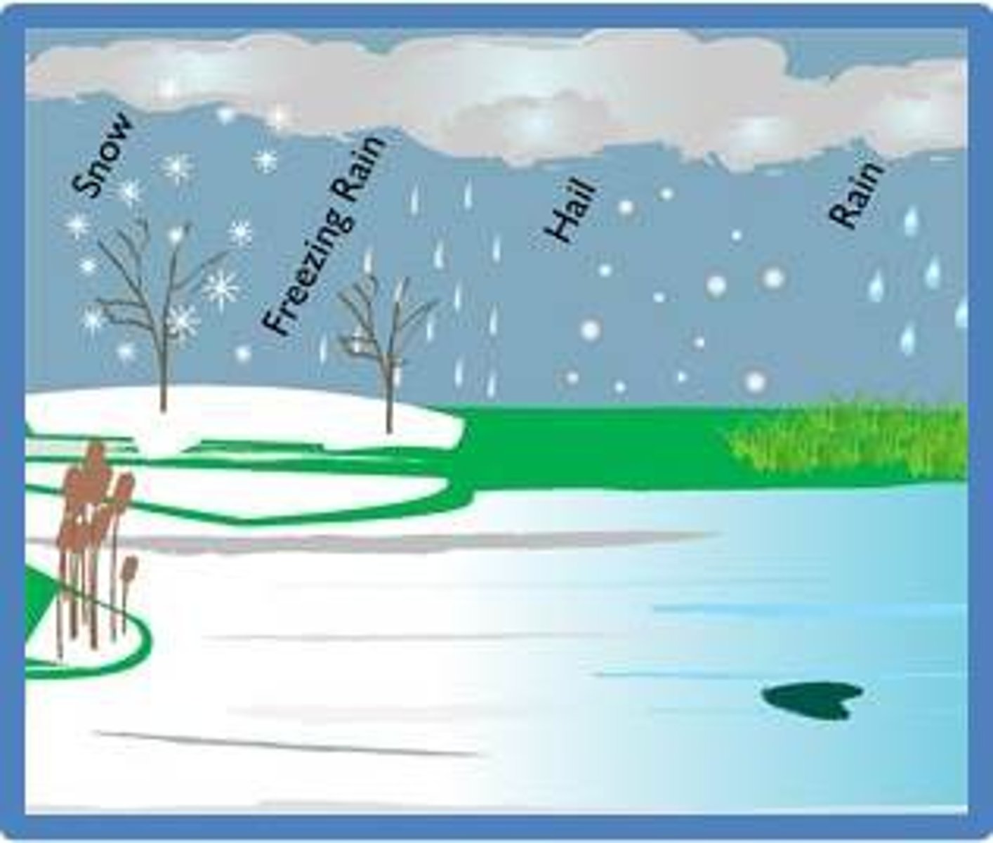 <p>INPUT <br><br>water enters the drainage basin system as precipitation <br><br>intercepted by plants and trees where it can be stored and transpired <br><br>- stem flow takes time for water to drip through leaves + down stems to ground surface<br><br>- some can be stored as puddles<br><br>- flows over the ground as overland flow or infiltrates soil<br><br>- some water taken up by plants is transpired transpired</p>