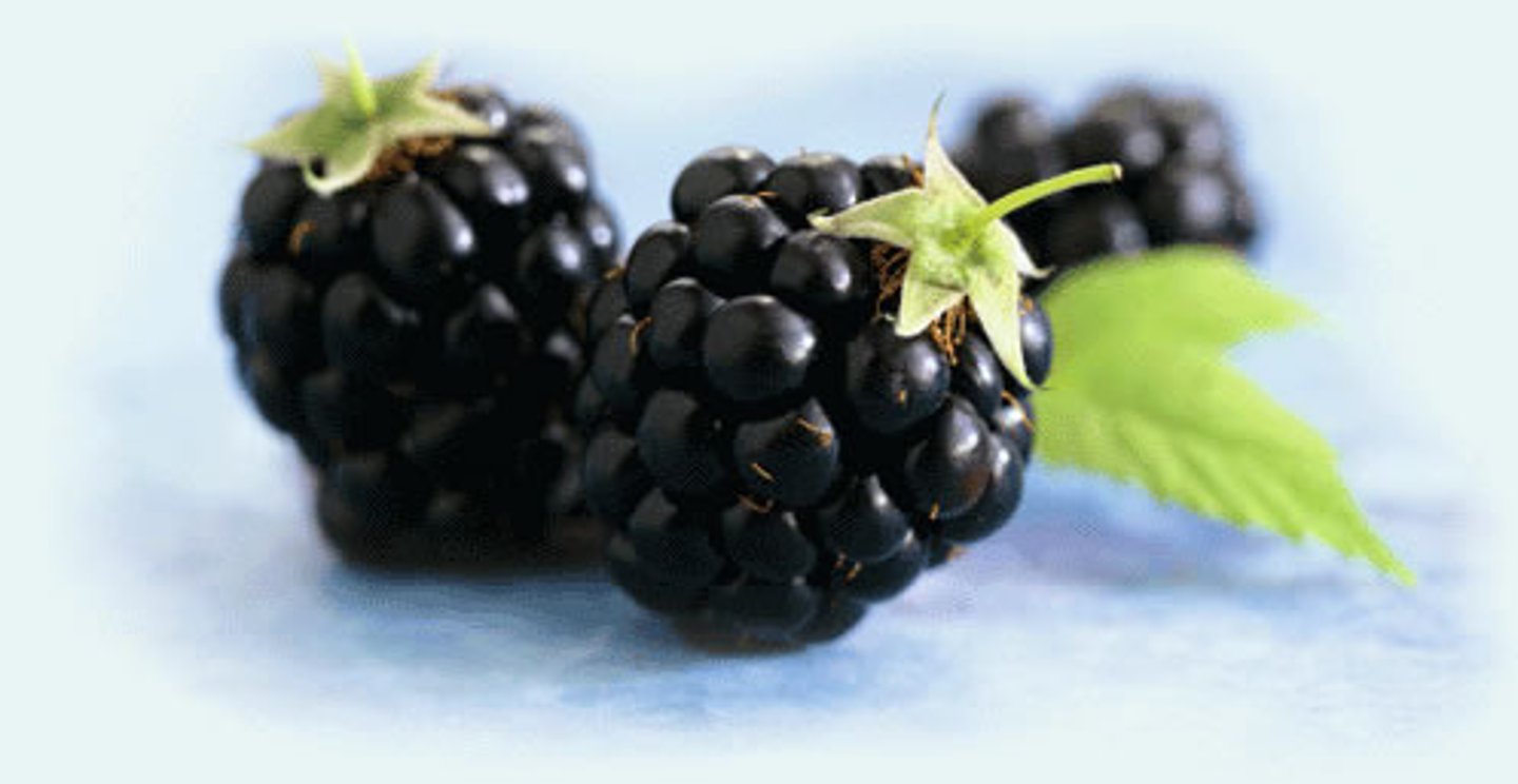 <p>blackberry</p>