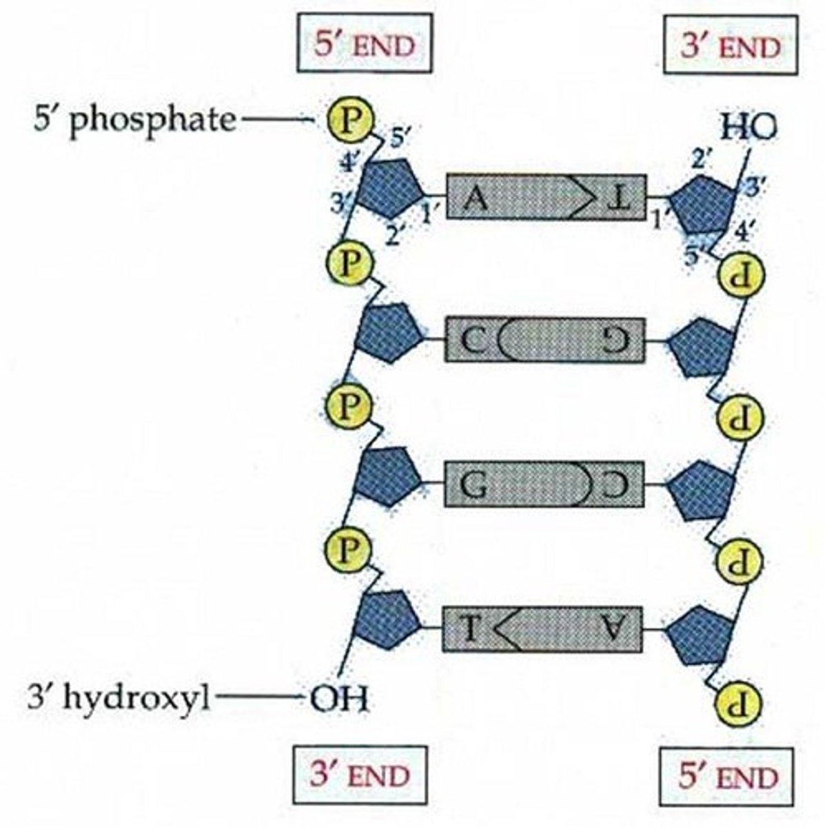 <p>One strand runs from 5' to 3' and the other runs from 3' to 5'.<br>Aka the last deoxyribose sugar can be facing so the 3rd carbon is facing up or that the 5th carbon is facing up.</p>