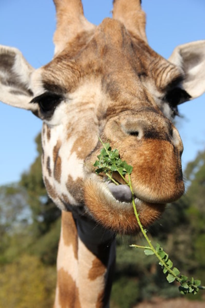 <p>a relationship in which animals (herbivores) feed on plants (e.g. giraffe eating leaves from tree)</p>