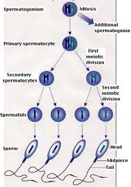 <p>The stage of spermatogenesis where immature spermatogonia undergo mitotic division. It is where diploid cells become primary spermatocytes (remain diploid).</p>