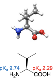 <ul><li><p>abbreviations: Val, V</p></li></ul><p></p>