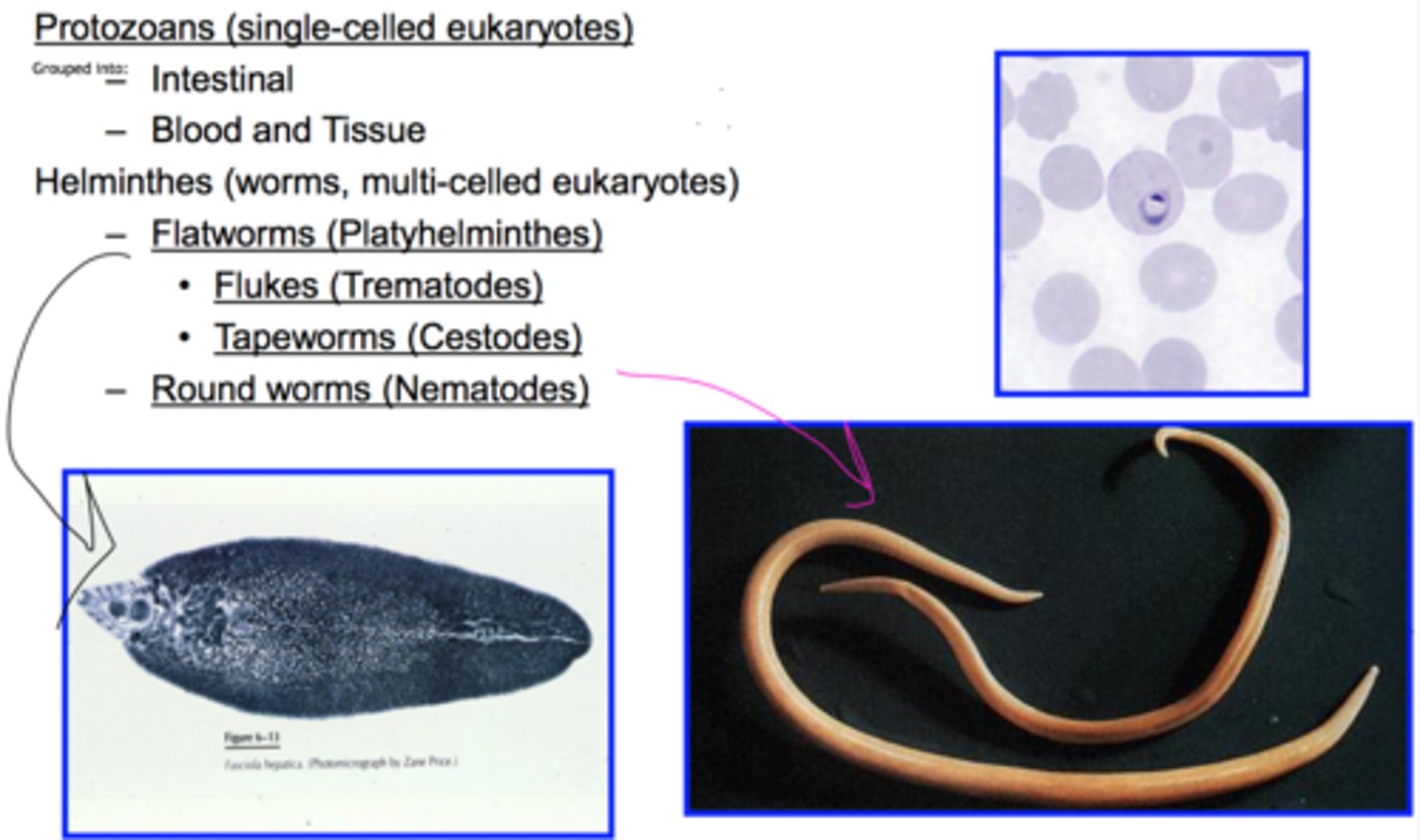 <p>The study of organisms that live at the expense of a host.</p>