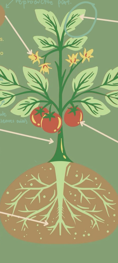 <p>They contain chlorophyll that helps the plants to prepare their food using sunlight, carbon dioxide, and water. A _____ consists of three main parts: petiole, leaf base, and lamina.</p>
