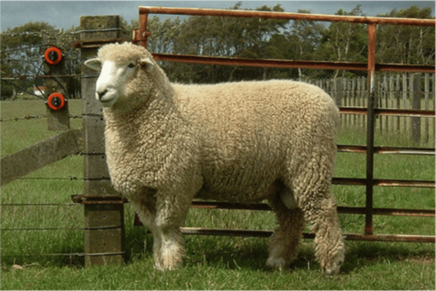 <p>horizontal fluffy ear, black nose and no horns, wool and meat, extensive</p>