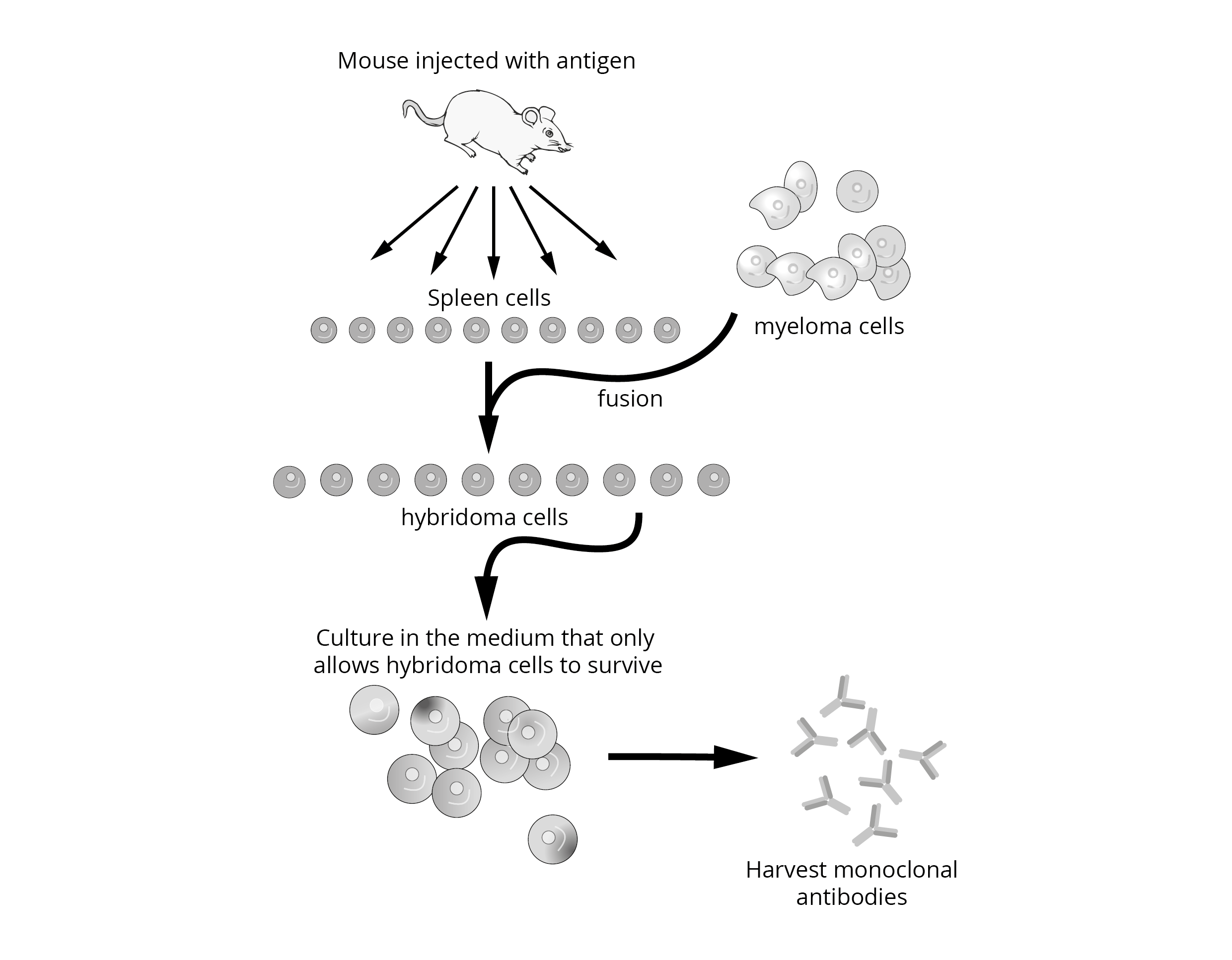 <p>Producing Monoclonal antibodies</p>