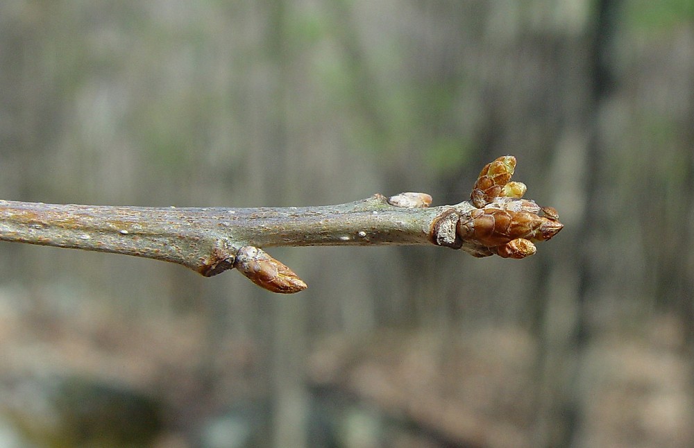 Blade:  lance-shaped leaves, 7 inches long, parallel veins, rounded teeth. Yellow-green above, paler and fuzzy beneath
Bud: naked catkins, 
Bark:  very distinctive thick bark, the thickest of any of the oaks; gray in color with very deep vertical furrows that rise to narrow ridges