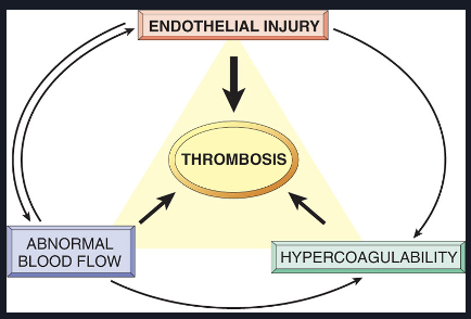 <p><br><span>Virchow's triad refers to a set of three factors that are believed to contribute to the formation of blood clots (thrombus).</span></p>