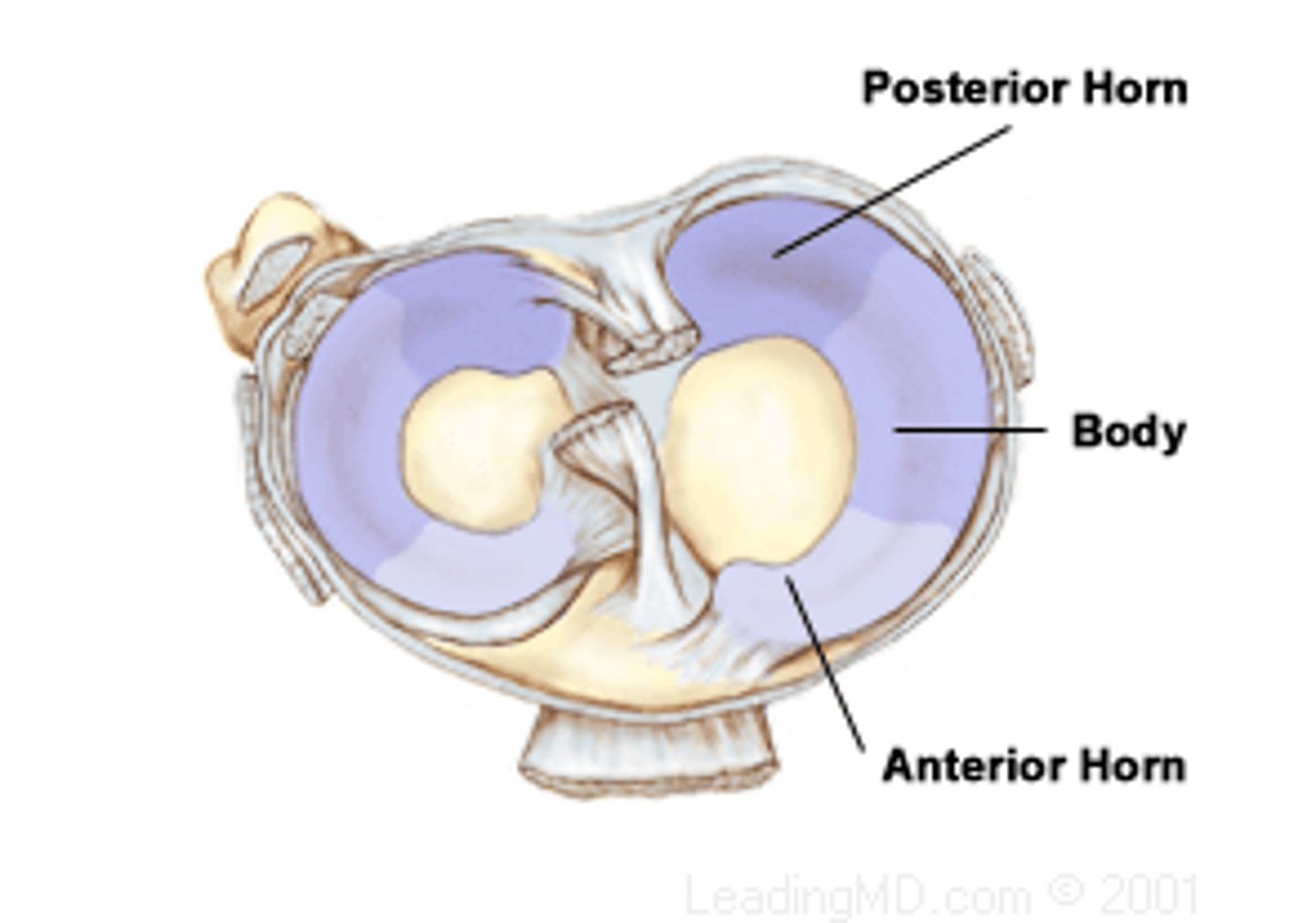 <p>anchor menisci to intercondylar region of tibia (anterior and posterior horns)</p>