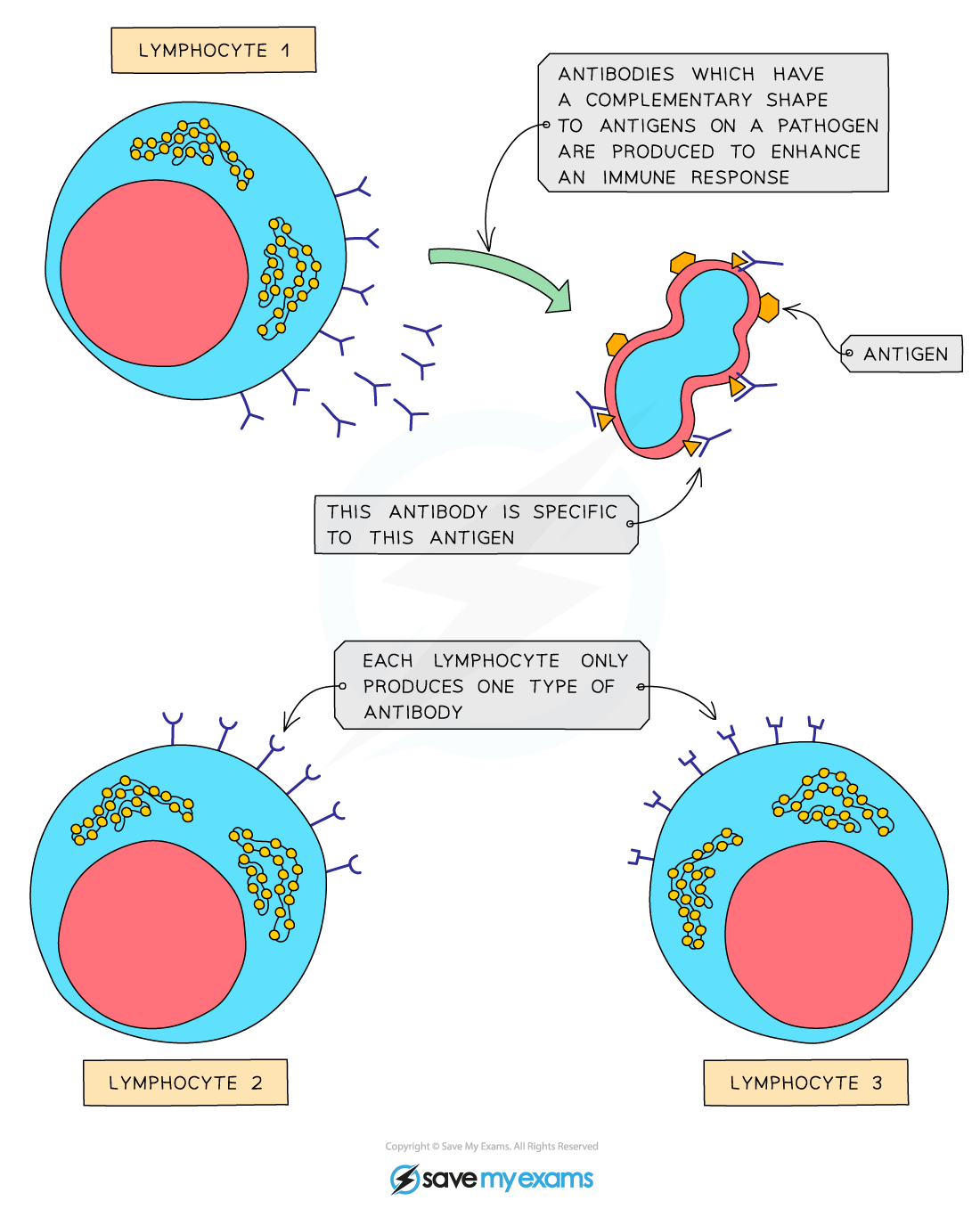 <ul><li><p>produce <strong>antibodies </strong></p><ul><li><p>proteins with a <strong>specific </strong>(complementary) shape to the <strong>antigens</strong> on the surface of the pathogen</p></li></ul></li><li><p>provide a <strong>specific </strong>immune response as the antibodies produced will only fit one type of antigen on a pathogen</p></li></ul><p></p>