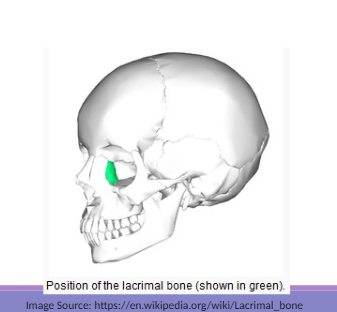 <p>The smallest facial bones that articulate with  frontal, ethmoid, maxilla, &amp; inferior nasal concha</p>