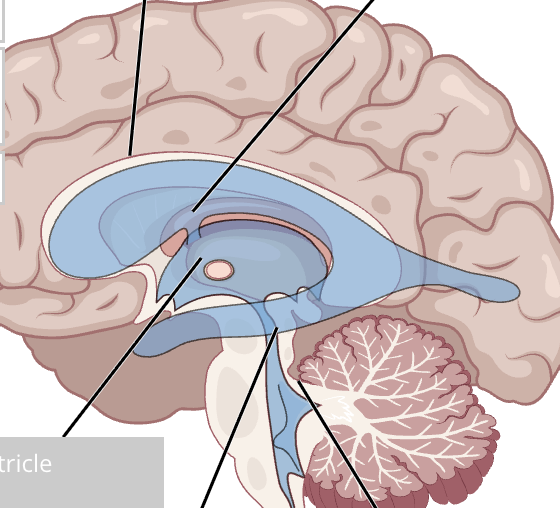 <p>label ventricles within the brain</p>