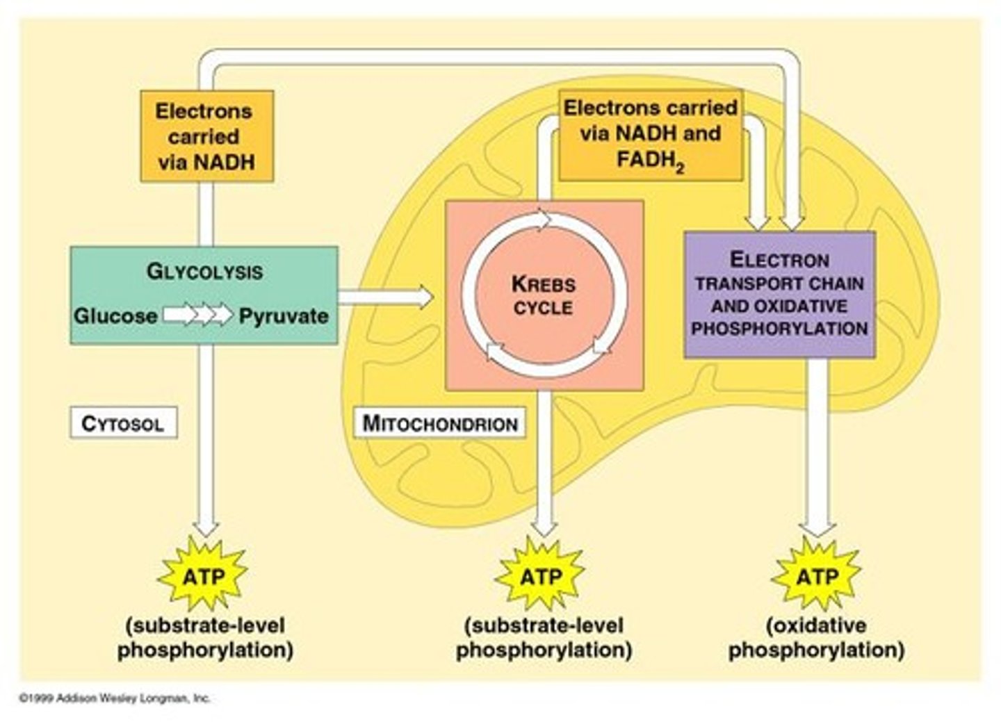 <p>Location of the electron transport chain complexes.</p>