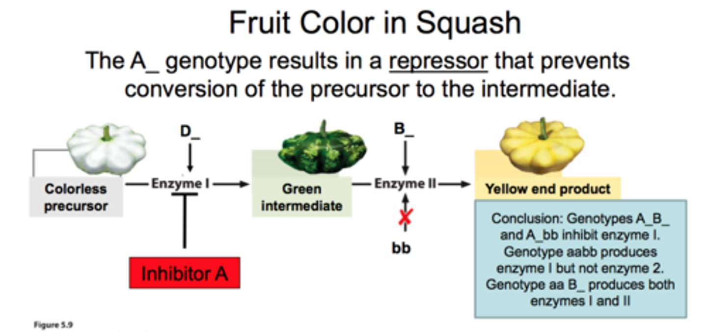 <p>- dominant allele at one locus masks or modifies the expression of alleles at a second locus<br>- if A is epistatic to B and b, then A_ results in a particular phenotype no matter what is at the B/b locus<br>- 9:3:3:1, A_B_:A_bb:aaB_:aabb</p>