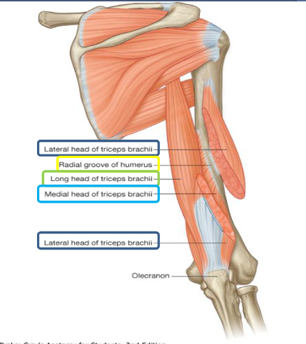 <ul><li><p>Extensors = muscles that cause extension</p></li></ul><p>Extensors of upper arm:</p><ul><li><p>Latissimus Dorsi</p></li><li><p>Deltoid (posterior fibres)</p></li><li><p>Teres Major</p></li><li><p>Long head of biceps brachii </p></li></ul><p>Extensors of forearm:</p><ul><li><p>Triceps brachii</p></li><li><p>Anconeus</p></li></ul><p></p>