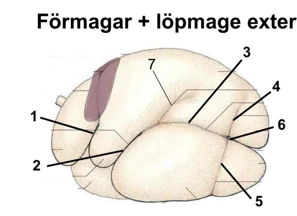 <p>Fåra mellan atrium ruminis och den ventrala våmsäcken nr 2</p>