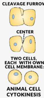 <p>The cytokinesis that occurs in animal cells. In this process contractile rings, which are a band of cytoskeletal fibers, contract inwards and pinch the cell into 2.</p>