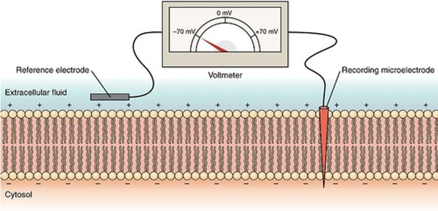 <p>an oscilloscope is an instrument that graphically displays electrical signals as waveforms</p><p>--&gt; visually shows the change in voltage overtime</p><p>y axis: shows the voltage measurement</p><p>x axis: shows the time</p><p>electrodes are placed on either side of the membrane and connected to the oscilloscope</p><p>--&gt; it will then display the charge between the electrodes during resting and action potentials in a section of neuron membrane</p>