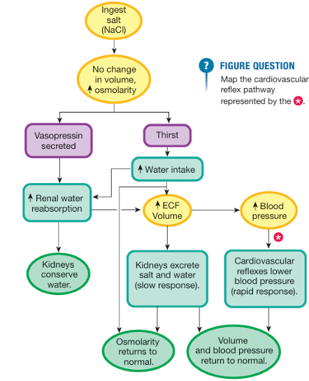 <ol><li><p>addition of NaCl raises the osmolarity</p></li><li><p>two responses are triggered:</p><p>(1) vasopressin secretion → the kineys conserve water and concentrate the urine</p><p>(2) thirst → increases fluid intake, decreases osmolarity.</p></li><li><p>these increases then trigger another series of control pathways,w hich bring the ECF volume, blood pressure, and total body osmolarity back into a normal range by excreting extra salt and water</p></li></ol><p></p>