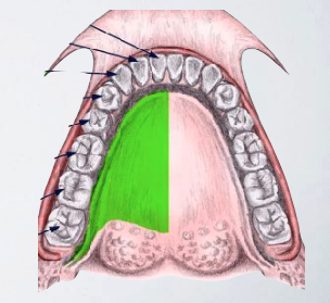 <ul><li><p>Lingual soft tissue</p></li><li><p>Floor of the mouth</p></li><li><p>Anterior two thirds of the tongue to midline </p></li></ul><p></p>
