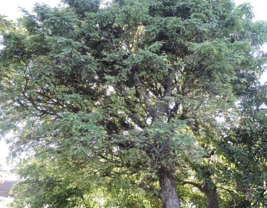 term image