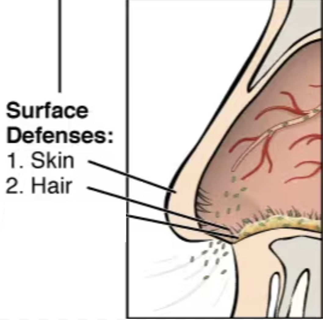 <ul><li><p>Involves mechanical barriers (structures that prevent pathogens from entering into the body)</p></li></ul><ol><li><p><strong>Hairs in the nose</strong>: trap particles carrying pathogens. Ciliated cells in the nose and throat move mucus with these trapped pathogens away from the lungs towards throat.</p></li><li><p><strong>Skin:</strong> barrier that prevents the entry of pathogens. If the skin is cut, the blood clots and a scab is formed to prevent blood loss and prevent the entry of a pathogen.</p></li></ol><ul><li><p>Involves chemical barriers (substances that trap or kill pathogens)</p></li></ul><ol><li><p><strong>Mucus:</strong></p><ul><li><p>Trap dust and pathogens since it is sticky</p></li><li><p>Produced in mucus membranes, inner gut lining and lungs</p></li></ul></li><li><p><strong>Acid secreted in the stomach:</strong></p><ul><li><p>Kills pathogens in food and water we swallow since it is highly acidic because of the HCl it contains</p></li></ul></li></ol><p></p>