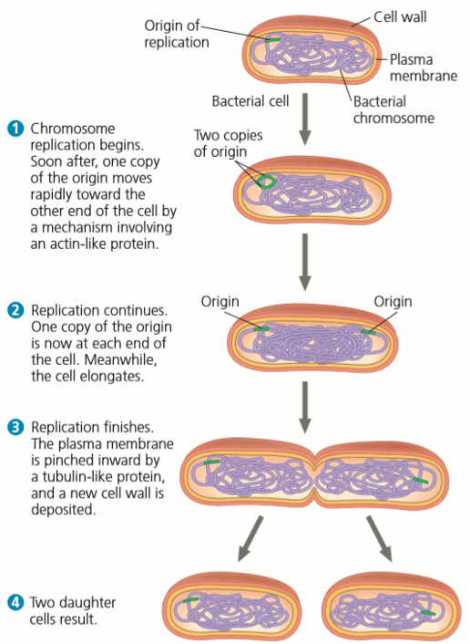 <p>A method of asexual reproduction <span style="color: red"><strong>occurring in prokaryotes</strong></span> where a single organism replicates its DNA and divides into two identical cells.</p><ul><li><p><span style="color: red"><strong>doesn’t use mitosis</strong></span></p></li><li><p>takes place <span style="color: red"><strong>in the cytoplasm → doesn’t have a nucleus</strong></span></p></li></ul><ol><li><p>Origin replicates (single origin of replication)</p></li><li><p>Both origins of replication move to opposite ends of cell</p></li><li><p>Cell elongates and then divides</p></li></ol><p></p>