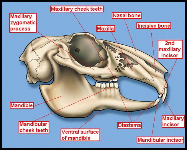 <p>2 ( I 2/1, C 0/0, P 3/2, M 3/3) = 28 teeth in total. </p>