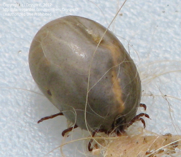 <p>what kind of tick</p>