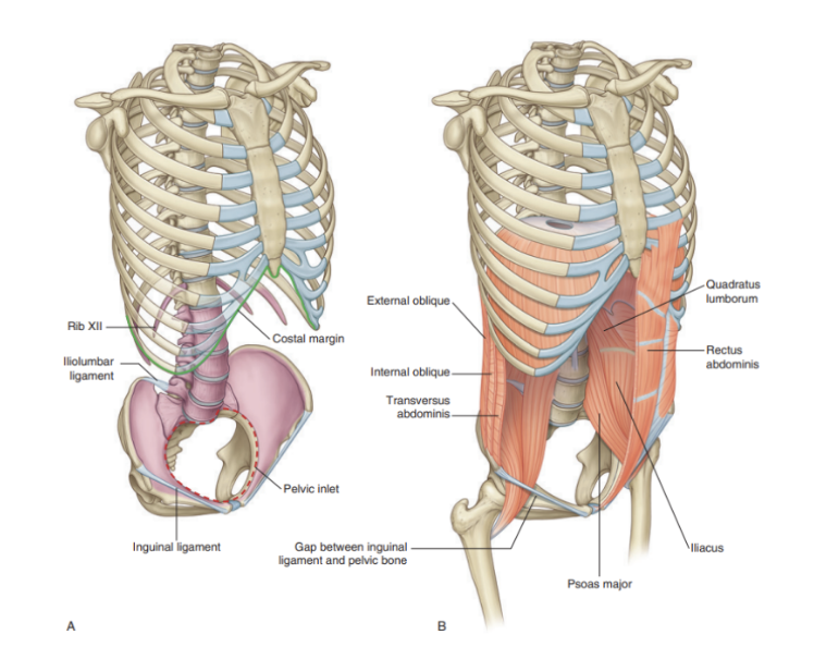 <ul><li><p>Skeletal elements —</p><ul><li><p>5 lumbar vertebrae &amp; their interveneing intervertebral discs</p></li><li><p>Superior expanded parts of the pelvic bones</p></li><li><p>Bony components of inferior thoracic wall (costal margin, rib XII, end of rib XI, &amp; xiphoid process)</p></li></ul></li><li><p>Muscles —</p><ul><li><p>Lateral to vertebral column —</p><ul><li><p>Quatratus lumborus, Psoas major, &amp; Iliacus muscles — reinforce posterior aspect of the wall </p><ul><li><p>Distal ends of Psoas major &amp; iliacus muscles pass into thigh — major flexors of hip joint</p></li></ul></li></ul></li><li><p>Lateral parts of abdominal wall are mainly formed by 3 layers of muscle (similar orientation to intercostal muscles of thora) —</p><ul><li><p>Transversus abdominis</p></li><li><p>Internal oblique</p></li><li><p>External oblique</p></li></ul></li><li><p>Anteriorly — rectus abdominas present on each side, spanning distance between inferior thoracic wall &amp; pelvis </p></li></ul></li></ul>